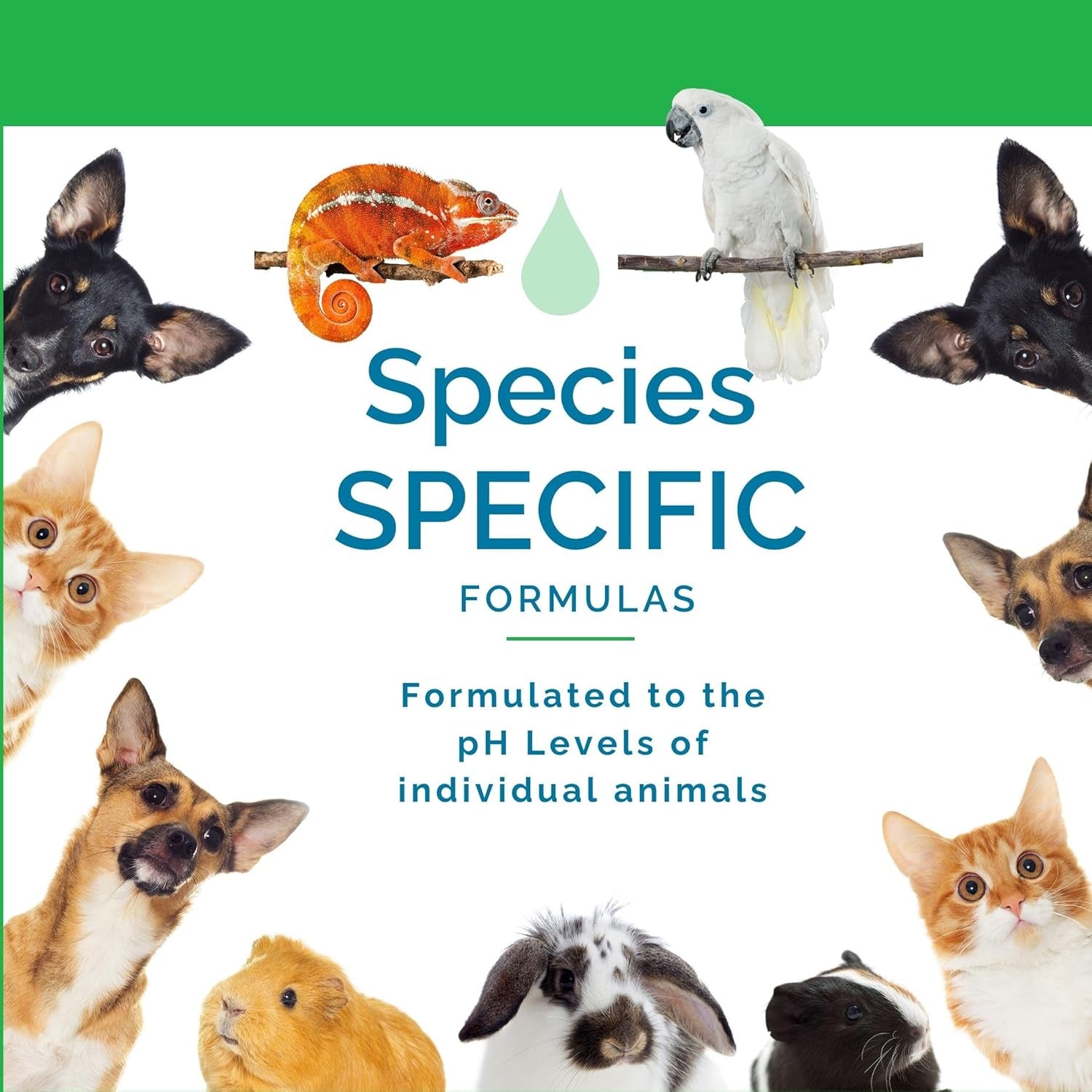 No Scent Reptile Tank Cleaner Spray & Pet Odor Management for Bearded Dragon, Turtle, Lizard Terrarium Freshener (8 Fl Oz / 237 Ml)